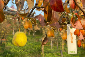 Pera matura varietà Limone