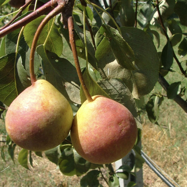 Pera antica varietà Cocomera